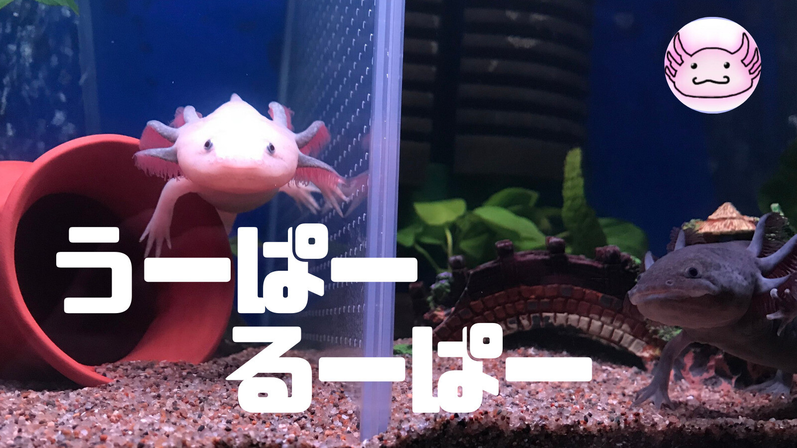 癒やし 我が家のウーパールーパーご紹介 可愛い あほろとて